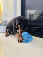 Axel, a male Rottweiler for sale in Allentown, PA – Photo 3 of 4