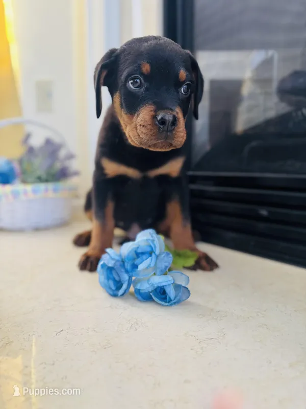Axel – Rottweiler puppy for sale in Allentown, PA