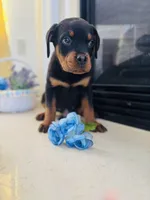 Axel, a male Rottweiler for sale in Allentown, PA – Photo 1 of 4