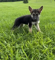 Freya, a female German Shepherd Dog for sale in Allentown, PA – 3 of 4