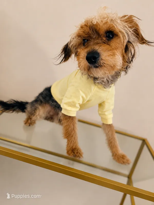 Charles ( chucky )  – Yorkshire Terrier puppy for sale in Allentown, PA