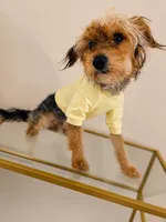 Charles ( chucky ) , a male Yorkshire Terrier for sale in Allentown, PA – 1 of 4