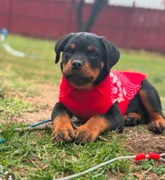 Venom, a male Rottweiler for sale in Allentown, PA – 3 of 3