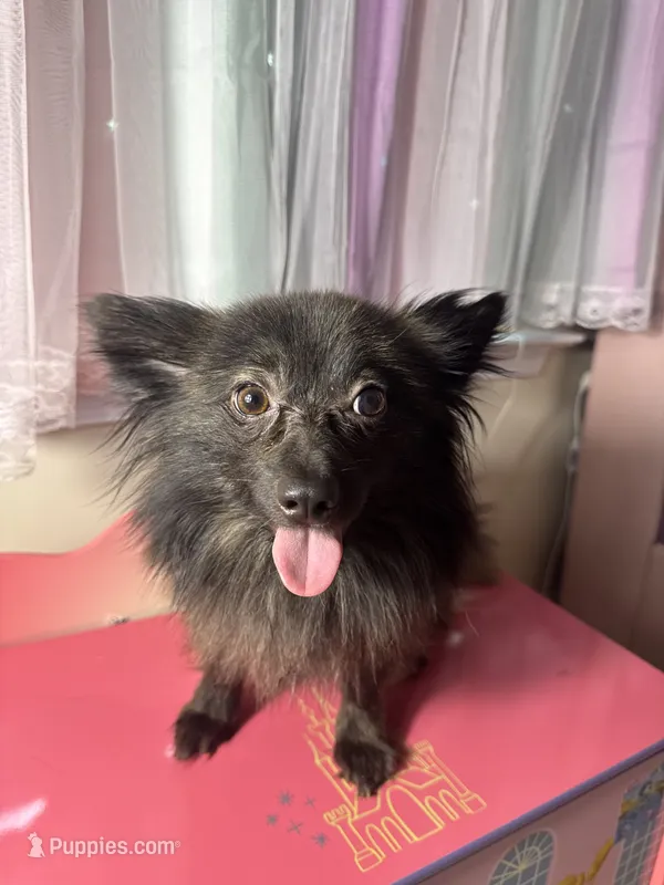 Cocoa – Pomeranian puppy for sale in Allentown, PA