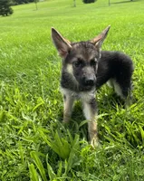 Freya, a female German Shepherd Dog for sale in Allentown, PA – 4 of 4