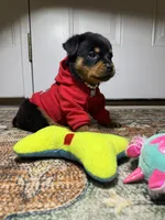  Xemena, a female Rottweiler for sale in Allentown, PA – 4 of 7