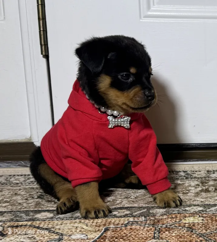  Xemena – Rottweiler puppy for sale in Allentown, PA