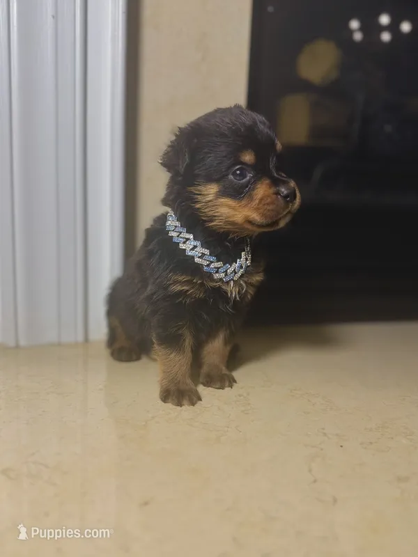 Klaus – Rottweiler puppy for sale in Allentown, PA