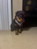 Klaus, a male Rottweiler for sale in Allentown, PA – 2 of 4