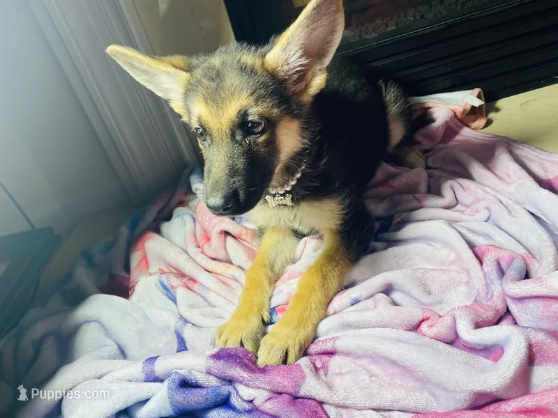 Blossom  – German Shepherd Dog puppy for sale in Allentown, PA