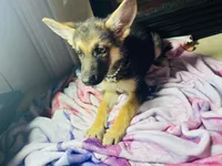 Blossom , a female German Shepherd Dog for sale in Allentown, PA – 1 of 3