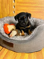Amex, a male Chihuahua for sale in Allentown, PA – 1 of 3
