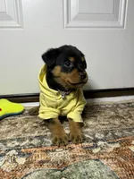 Chanel , a female Rottweiler for sale in Allentown, PA – 1 of 3