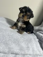 Mollie, a female Yorkshire Terrier for sale in Allentown, PA – 2 of 3