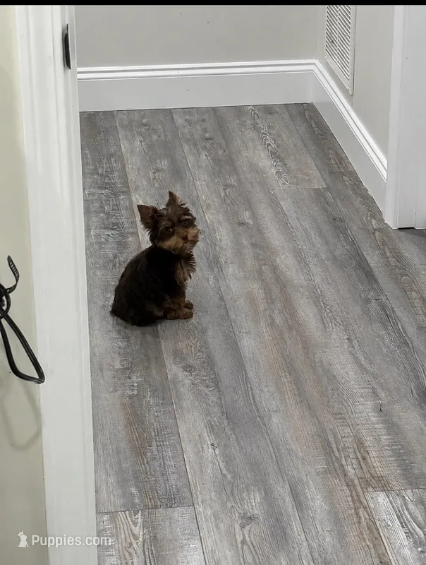 Teddy  – Yorkshire Terrier puppy for sale in Allentown, PA