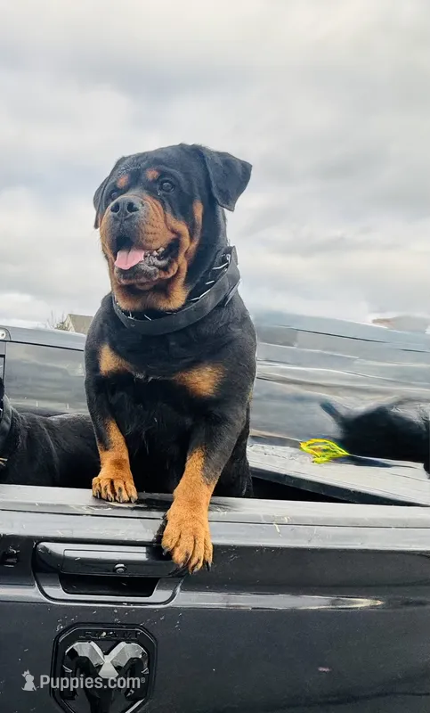 Kyrah – Rottweiler puppy for sale in Allentown, PA