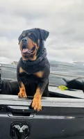 Kyrah, a female Rottweiler for sale in Allentown, PA – 1 of 3