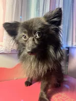 Cocoa, a male Pomeranian for sale in Allentown, PA – 5 of 5