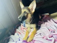 Blossom , a female German Shepherd Dog for sale in Allentown, PA – 2 of 3