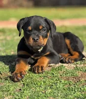 Massimo, a male Rottweiler for sale in Allentown, PA – 2 of 2