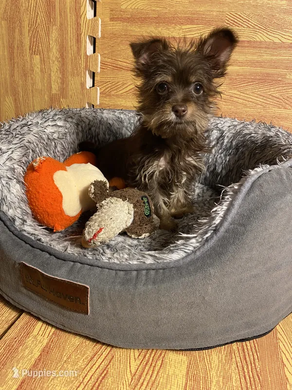 Teddy  – Yorkshire Terrier puppy for sale in Allentown, PA