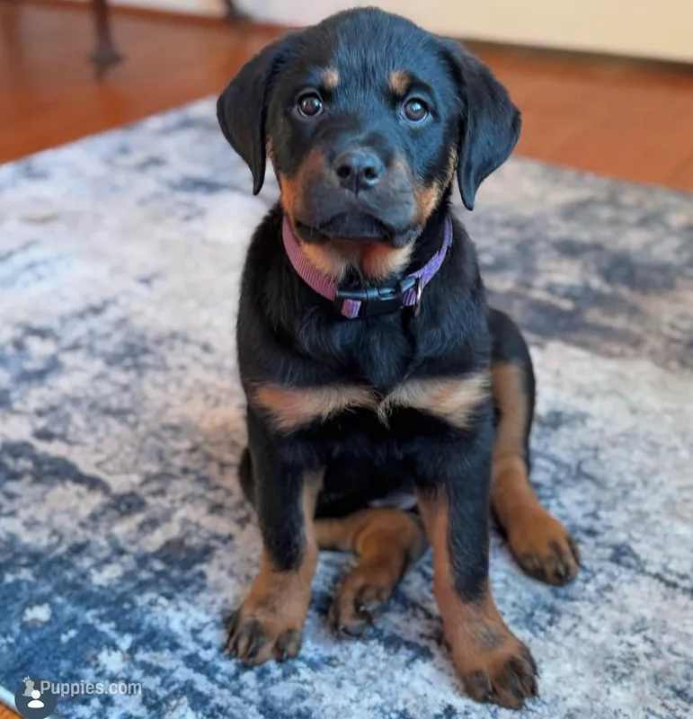 Aurora  – Rottweiler puppy for sale in Allentown, PA