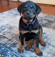 Aurora , a female Rottweiler for sale in Allentown, PA – 1 of 3