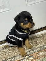 Ranger, a male Rottweiler for sale in Allentown, PA – 5 of 5