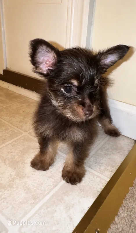 Eva – Yorkshire Terrier puppy for sale in Allentown, PA