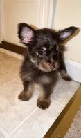 Eva, a female Yorkshire Terrier for sale in Allentown, PA – 1 of 2