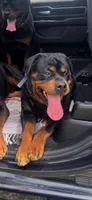 Kyrah, a female Rottweiler for sale in Allentown, PA – 2 of 3