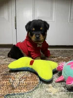  Xemena, a female Rottweiler for sale in Allentown, PA – 3 of 7