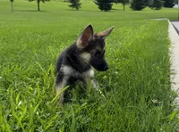 Freya, a female German Shepherd Dog for sale in Allentown, PA – 2 of 4