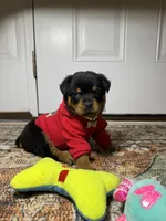  Xemena, a female Rottweiler for sale in Allentown, PA – 6 of 7