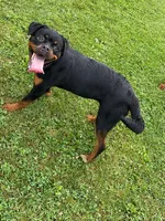 Fashion, a female Rottweiler for sale in Allentown, PA – 2 of 2