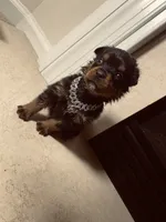 Klaus, a male Rottweiler for sale in Allentown, PA – 3 of 4