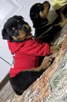  Xemena, a female Rottweiler for sale in Allentown, PA – 2 of 7