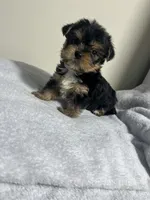 Mollie, a female Yorkshire Terrier for sale in Allentown, PA – 3 of 3