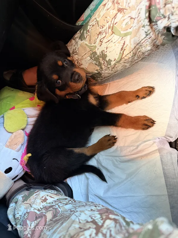 Massimo – Rottweiler puppy for sale in Allentown, PA