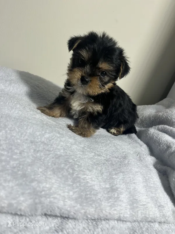 Mollie – Yorkshire Terrier puppy for sale in Allentown, PA