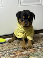 Chanel , a female Rottweiler for sale in Allentown, PA – 3 of 3