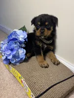 Vixen , a male Rottweiler for sale in Allentown, PA – 3 of 3