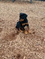 Venom, a male Rottweiler for sale in Allentown, PA – 2 of 3