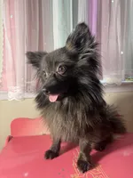 Cocoa, a male Pomeranian for sale in Allentown, PA – 4 of 5