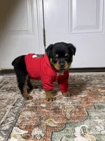  Xemena, a female Rottweiler for sale in Allentown, PA – 5 of 7