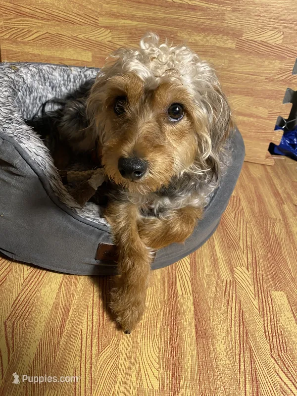 Charles ( chucky )  – Yorkipoo puppy for sale in Allentown, PA
