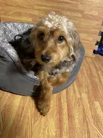 Charles ( chucky ) , a male Yorkipoo for sale in Allentown, PA – 1 of 3