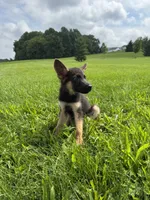 Dalia , a female German Shepherd Dog for sale in Allentown, PA – 2 of 3
