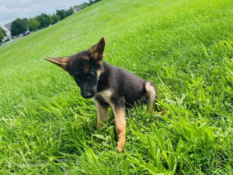 Dalia  – German Shepherd Dog puppy for sale in Allentown, PA