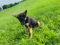 Dalia , a female German Shepherd Dog for sale in Allentown, PA – 1 of 3